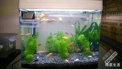 魚缸過濾棉多久換一次：魚缸過濾棉更換周期，魚缸過濾棉清洗技巧 魚缸百科 第1張