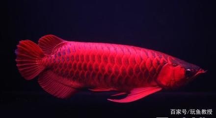 印度尼西亞紅龍魚：印度尼西亞紅龍魚價(jià)格 紅龍魚百科 第5張