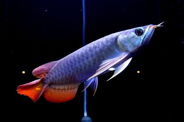 龍魚(yú)過(guò)冬加熱到幾度：龍魚(yú)加熱棒的選擇技巧 龍魚(yú)百科 第1張