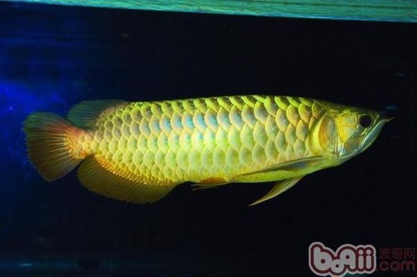 龍魚(yú)咬別的魚(yú)怎么辦：發(fā)現(xiàn)龍魚(yú)攻擊其他魚(yú)時(shí)，應(yīng)立即采取以下措施 龍魚(yú)百科 第2張