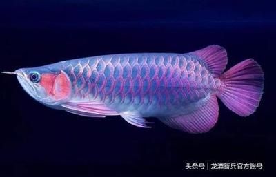 紅龍魚(yú)春季夏季色彩對(duì)比：紅龍魚(yú)在春季和夏季的外觀呈現(xiàn)出鮮明對(duì)比，紅龍魚(yú)冬季色彩變化 紅龍魚(yú)百科 第5張