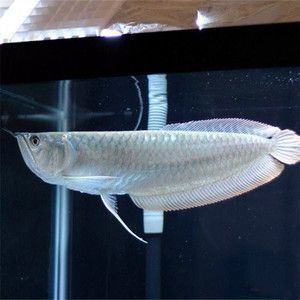 紅龍魚飼料保存方法：紅龍魚飼料保存方法，紅龍魚飼料過期處理方法 紅龍魚百科 第4張