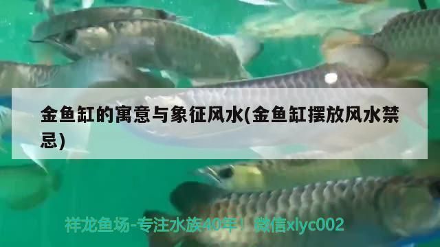 龍魚(yú)缸擺放位置距窗口：龍魚(yú)缸擺放位置與窗戶距離的重要性 龍魚(yú)百科 第5張