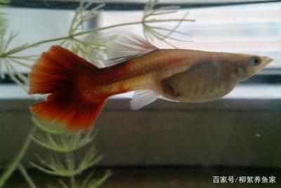 孔雀魚跳出魚缸是什么原因：如何預(yù)防孔雀魚跳出魚缸 魚缸百科 第1張