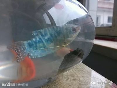 孔雀魚跳出魚缸是什么原因：如何預(yù)防孔雀魚跳出魚缸 魚缸百科 第4張