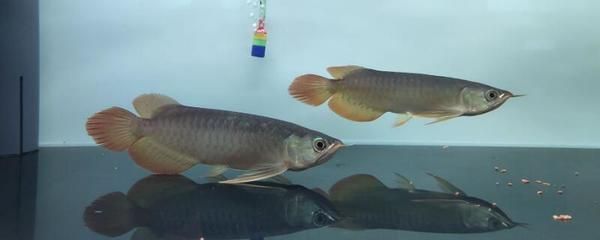 龍魚(yú)ph值怎么調(diào)整：龍魚(yú)適宜的ph值范圍 龍魚(yú)百科 第1張