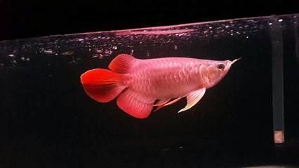 龍魚(yú)ph值怎么調(diào)整：龍魚(yú)適宜的ph值范圍 龍魚(yú)百科 第3張