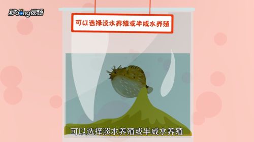 魚缸里的海豚怎么養(yǎng)：在魚缸中養(yǎng)殖河豚需要注意以下幾個(gè)關(guān)鍵點(diǎn)以確保它們得到合適的照顧 魚缸百科 第5張