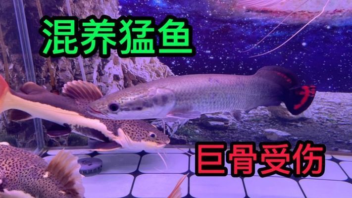 巨骨舌魚混養(yǎng)技巧：巨骨舌魚混養(yǎng)常見問題 龍魚百科 第5張