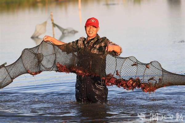 金龍魚喂食量與喂食頻率有關(guān)嗎：金龍魚的喂食量是怎么確定的？ 水族問答