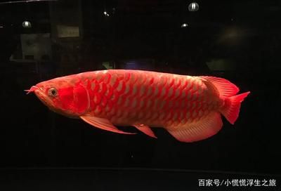 天價(jià)紅龍魚500萬(wàn)怎么樣：500萬(wàn)的紅龍魚：珍稀魚類市場(chǎng)價(jià)值分析