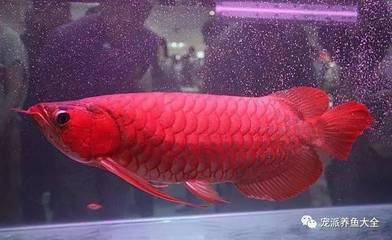 天價(jià)紅龍魚500萬(wàn)怎么樣：500萬(wàn)的紅龍魚：珍稀魚類市場(chǎng)價(jià)值分析