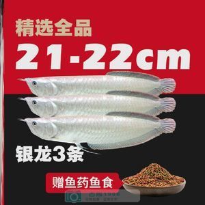 印尼小紅龍魚最佳飼料選擇：印尼小紅龍魚活餌喂養(yǎng)技巧