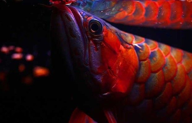 紅龍魚(yú)最佳飼養(yǎng)環(huán)境設(shè)置：紅龍魚(yú)最佳飼養(yǎng)環(huán)境設(shè)置要點(diǎn) 龍魚(yú)百科 第3張