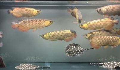 龍魚常見的病治療方法是什么呢圖片：龍魚疾病治療方法 龍魚百科 第2張