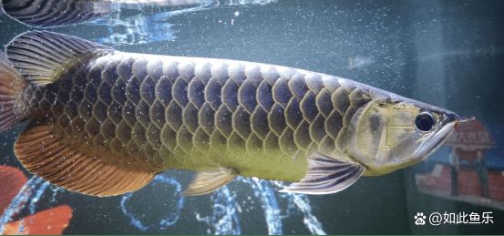 龍魚虎魚混養(yǎng)如何喂食：龍魚和虎魚的混養(yǎng)喂食方法需要謹慎處理，龍魚虎魚混養(yǎng)魚缸布置技巧 龍魚百科 第3張