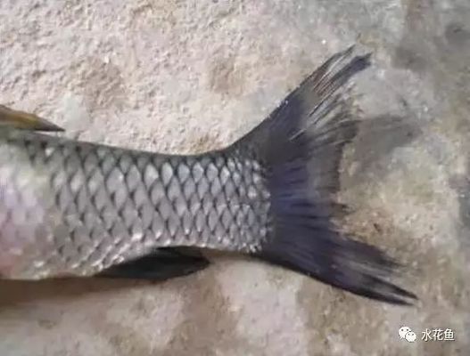 龍魚浮頭游的快：如何判斷龍魚浮頭游的快 龍魚百科 第1張