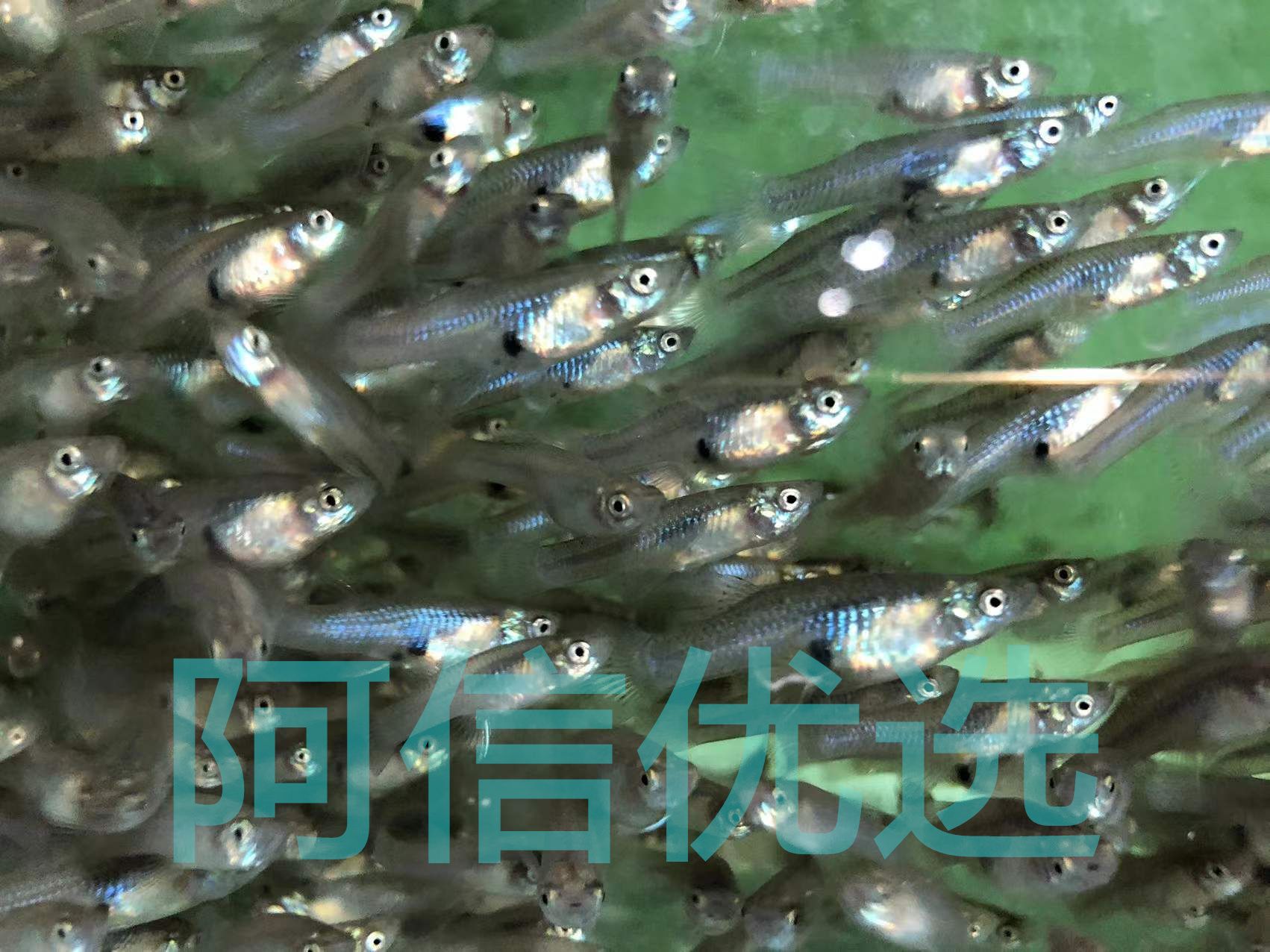 龍魚喂魚糧好嗎怎么喂：如何判斷龍魚營養(yǎng)過剩,龍魚挑食改善方法 龍魚百科 第5張