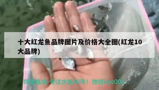 目前什么品牌的紅龍魚最好看：目前市場上一些最好的紅龍魚品牌 紅龍魚百科 第2張