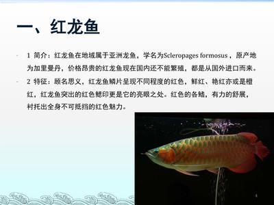 龍魚的拼音怎么寫：如何辨別龍魚品種 龍魚百科 第1張