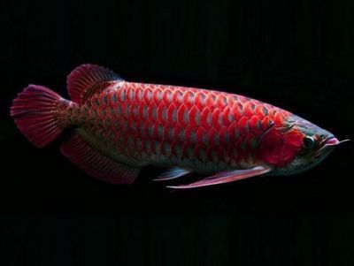 紅龍魚(yú)飼料營(yíng)養(yǎng)價(jià)值：關(guān)于紅龍魚(yú)飼料營(yíng)養(yǎng)價(jià)值的詳細(xì)信息 龍魚(yú)百科 第5張