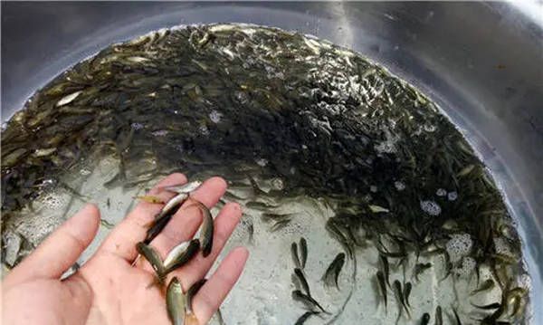 金龍魚文案高級感：金龍魚在廣告文案中的運用 水族問答 第2張