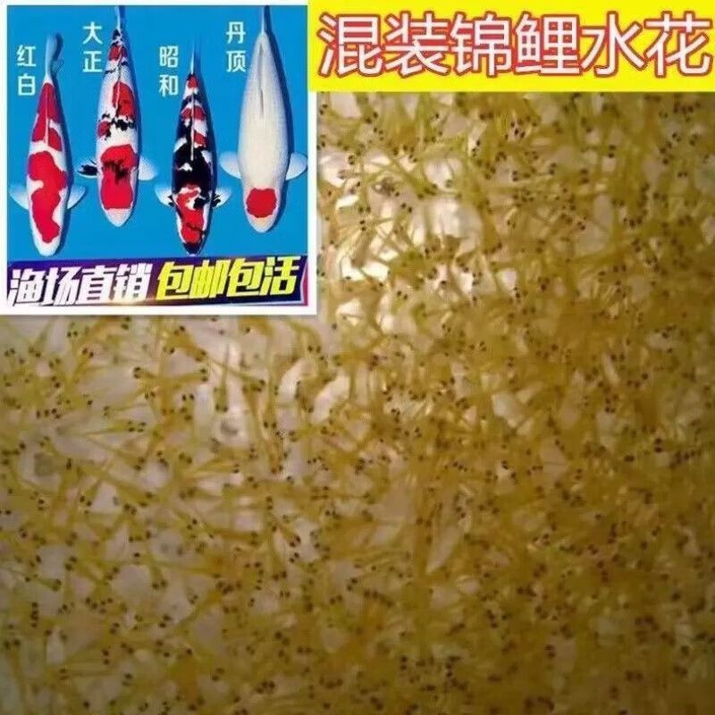 金龍魚問題最大：&為什么需要頻繁喂食金龍魚的壽命 水族問答 第1張