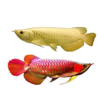 金龍魚(yú)臥缸底是什么原因：為什么金龍魚(yú)會(huì)臥在魚(yú)缸底？ 水族問(wèn)答 第2張