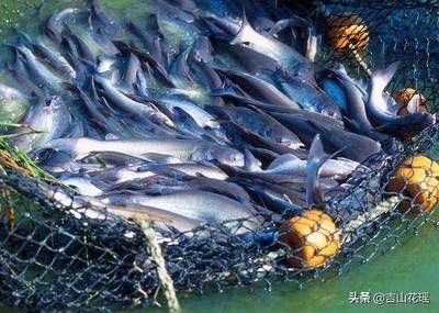 金龍魚五?；卦愕镜净ㄏ?號：金龍魚五常基地原香稻稻花香2號怎么樣？ 水族問答 第1張