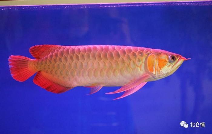 龍魚是國家?guī)准壉Ｗo(hù)動物：龍魚屬于國家保護(hù)動物嗎？