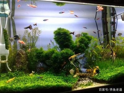 小魚缸怎么搭配：小魚缸搭配應(yīng)考慮空間布局、觀賞性以及水質(zhì)維護(hù) 魚缸百科 第3張