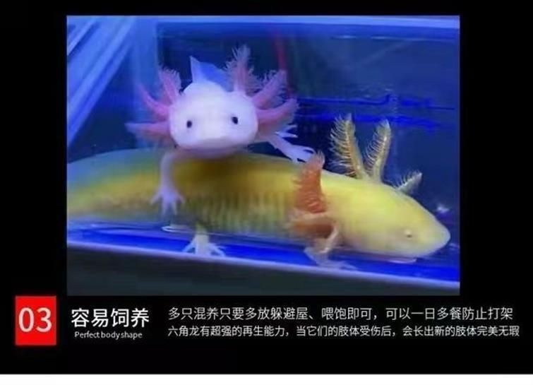 龍魚是冷水魚嗎為什么那么貴：龍魚屬于冷水魚嗎 龍魚百科 第1張