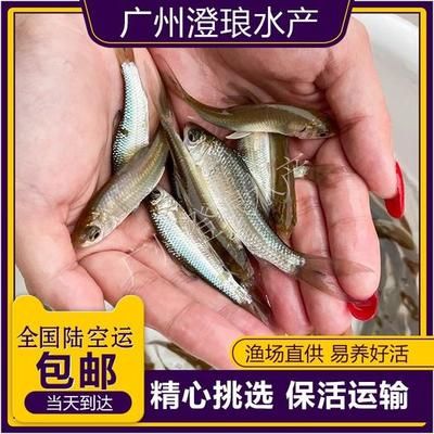 紅龍魚四大漁場排名榜：紅龍魚四大漁場排名 紅龍魚百科 第4張