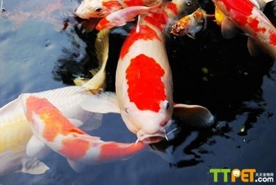 錦鯉跳出魚缸是什么原因：關(guān)于錦鯉跳出魚缸的詳細(xì)解釋 魚缸百科 第5張