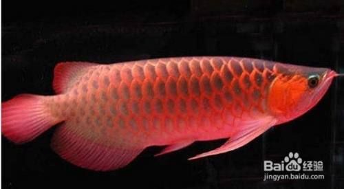 怎么挑選小紅龍魚(yú)：印尼紅龍魚(yú)飼養(yǎng)環(huán)境要求小紅龍魚(yú)日常護(hù)理技巧 紅龍魚(yú)百科 第5張