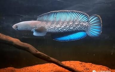 雷龍魚最簡單三個(gè)食物：雷龍魚專用魚糧搭配指南,雷龍魚肥胖預(yù)防方法 龍魚百科 第5張