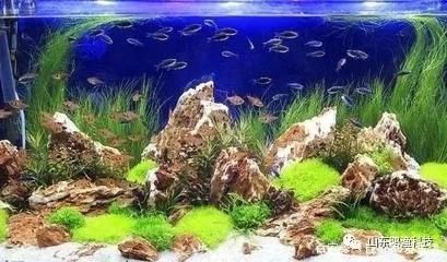 防止陽光直射魚缸技巧：如何防止陽光直射魚缸 魚缸百科 第3張