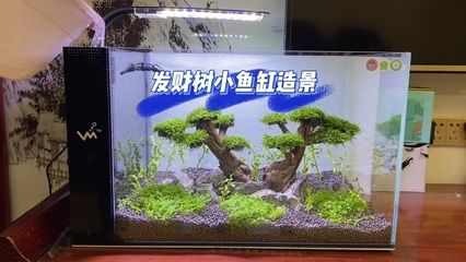 江森水族魚缸可以嗎：江森水族魚缸怎么樣 魚缸百科 第3張