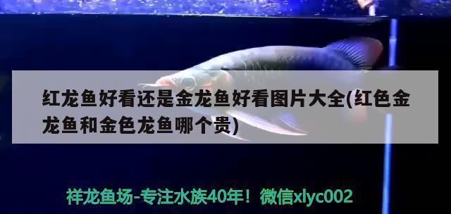 金龍魚(yú)好看還是紅龍魚(yú)好看：金龍魚(yú)和紅龍魚(yú)各有千秋，哪種魚(yú)更好看，觀賞魚(yú)品種推薦 紅龍魚(yú)百科 第2張