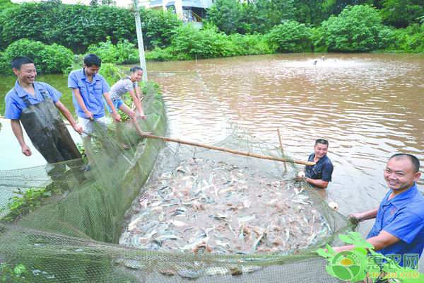 金龍魚小魚都不吃了原因是怎么造成的：金龍魚不吃小魚的原因 水族問(wèn)答 第1張