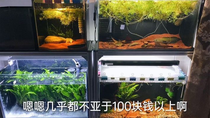 如何防止雷龍魚再次逃脫：如何防止雷龍魚再次逃跑 龍魚百科 第2張