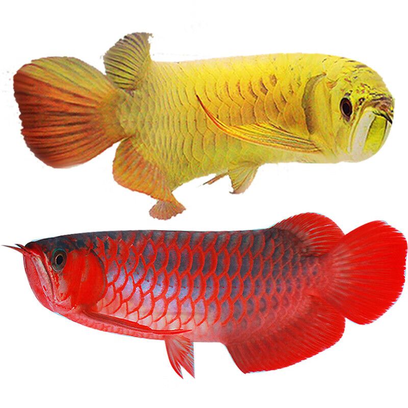 紅龍魚(yú)和藍(lán)龍魚(yú)哪個(gè)好釣：紅龍魚(yú)和藍(lán)龍魚(yú)哪個(gè)更好釣 紅龍魚(yú)百科 第1張