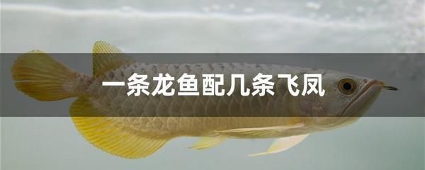 龍魚(yú)配幾條飛鳳：龍魚(yú)與飛鳳魚(yú)混養(yǎng)注意事項(xiàng) 龍魚(yú)百科 第3張