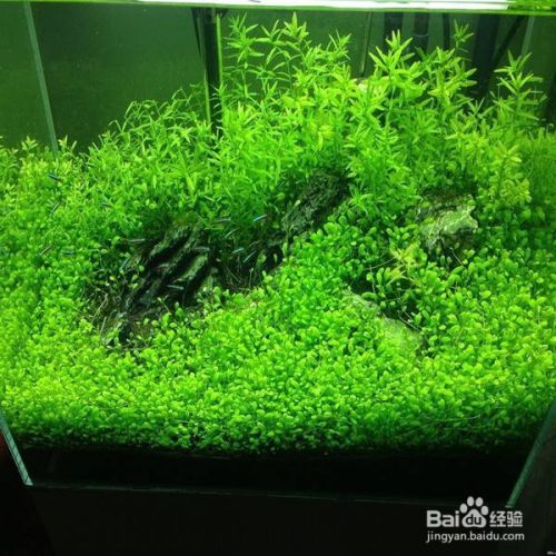 魚缸水草布局與養(yǎng)護(hù)技巧：魚缸水草布局與養(yǎng)護(hù)的技巧 魚缸百科 第4張