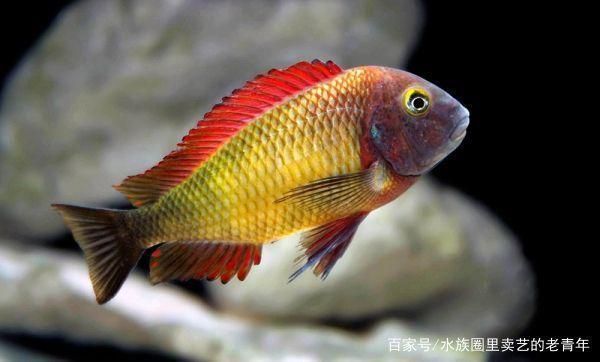 巖石布置對(duì)魚(yú)缸生態(tài)的影響：巖石對(duì)魚(yú)缸生態(tài)的影響 魚(yú)缸百科 第4張