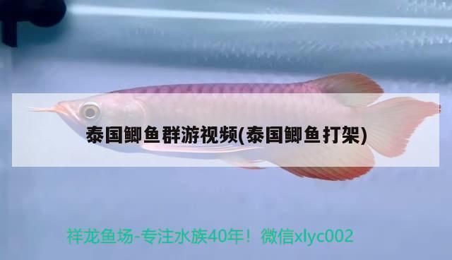 元寶鳳凰魚食性研究進展：元寶鳳凰魚專用魚糧配方揭秘元寶鳳凰魚營養(yǎng)需求與疾病預(yù)防 龍魚百科 第5張