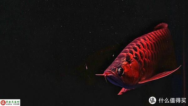 紅龍魚(yú)最多能活多少年：紅龍魚(yú)的壽命在20年至50年之間 紅龍魚(yú)百科