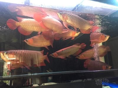 紅龍魚能賣多少錢一條魚：紅龍魚市場價格波動原因