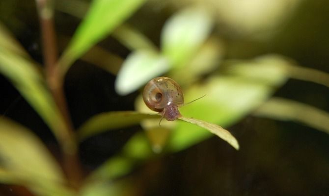 森森水族魚缸使用說明：森森水族魚缸使用指南 魚缸百科 第3張