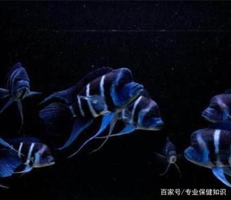 薩伊藍(lán)魚缸背景紙：薩伊藍(lán)魚缸的背景紙設(shè)計 魚缸百科 第3張